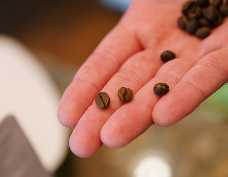 What's so special about specialty coffee?